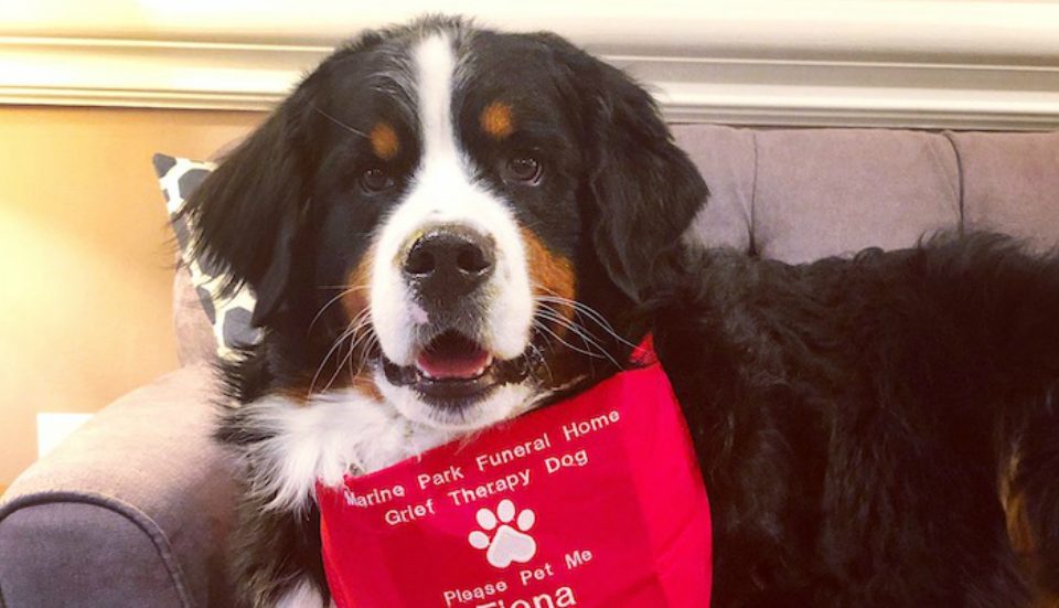 This NYC Pup Just Became The Millionth Dog To Receive Her “Canine Good Citizen” Certification