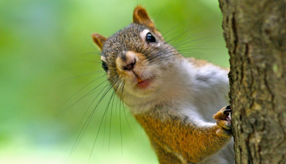 Beware: Squirrels In Battery Park City Are Attacking People For Food