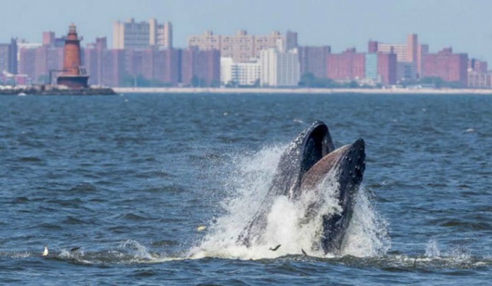 Whale Spotted Off The Shore Of Rockaway Beach Yesterday As Group Of Surfers Watch