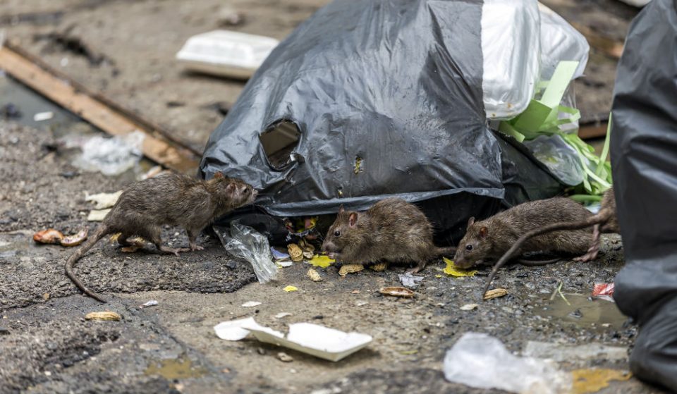 NYC Rats Are Now Battling Over Each Other’s ‘Territory’ With Less Food & Trash On Streets