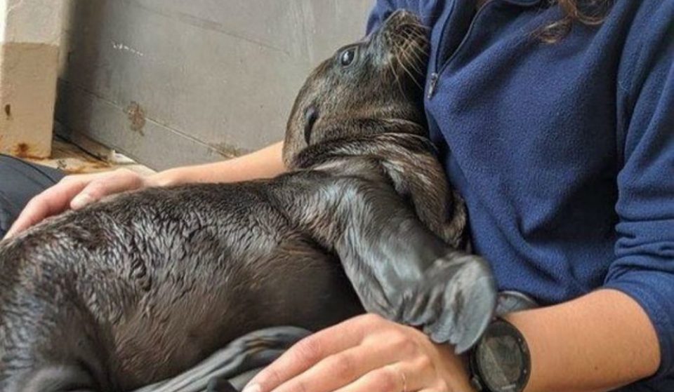 Watch This Adorable Baby Sea Lion At The Coney Island Aquarium Grow Each Week