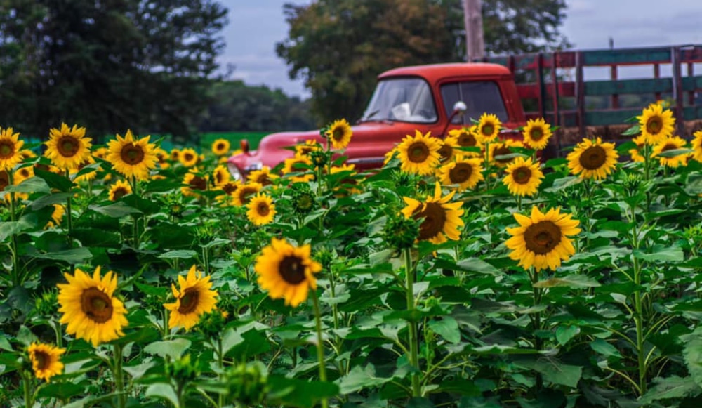 Sunflower fields at Happy Day Farm