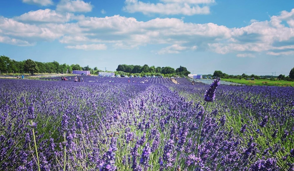 You Can Walk Through Magical Fields Of Purple Lavender At This Farm On
