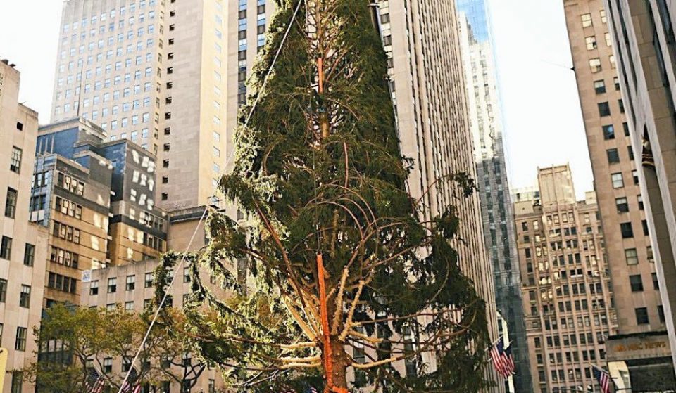 New Yorkers’ Best Reactions To This Year’s ‘Slimmer’ Rockefeller Center Christmas Tree