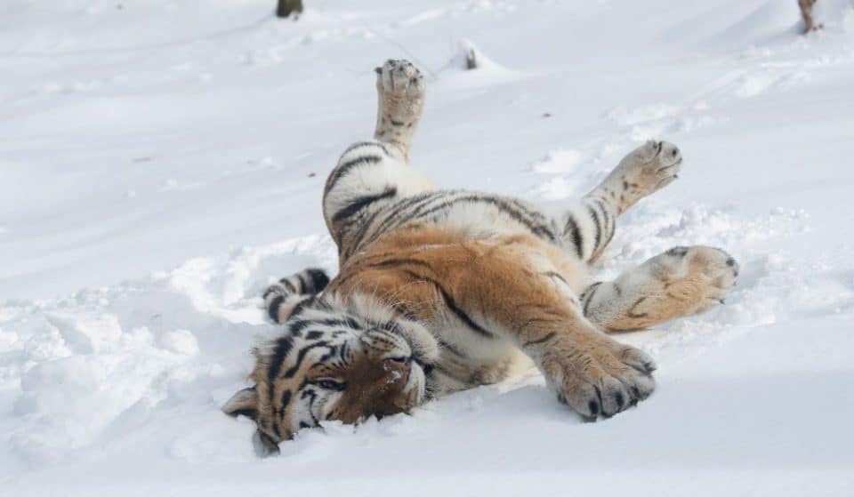 See The Bronx Zoo’s Adorable Animals Having A Blast In This Week’s Snow