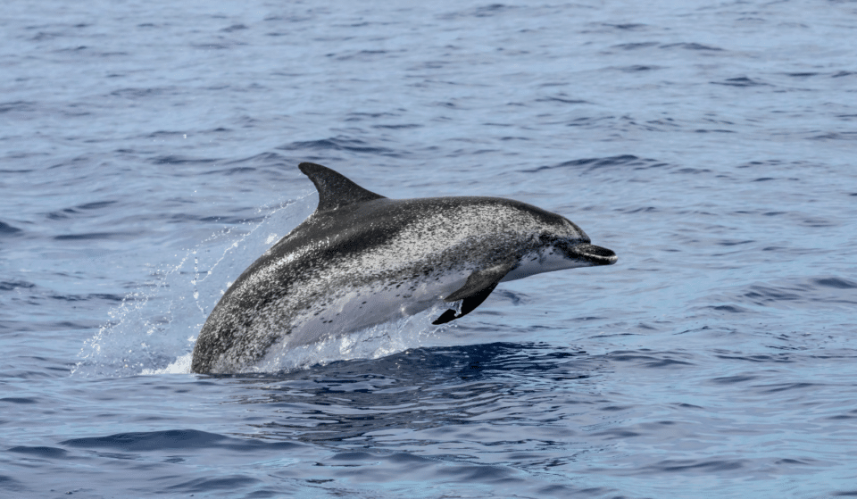 A Dolphin Was Spotted Swimming In The East River Yesterday