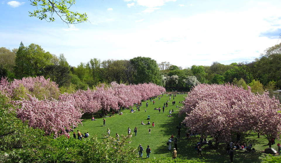 See The Beginning Of Cherry Blossom Season At The Brooklyn Botanic Garden