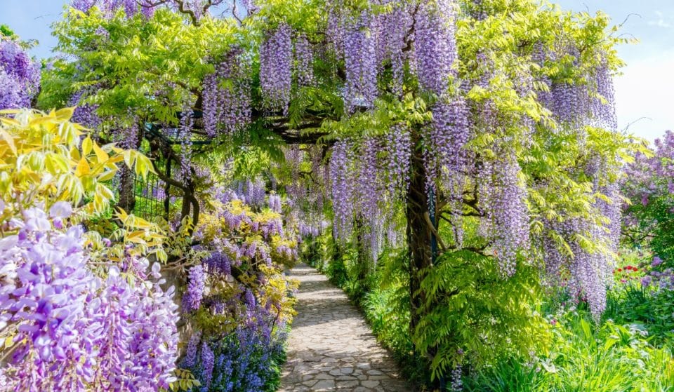 10 Gorgeous Photos Of Wisteria Blooming Around NYC