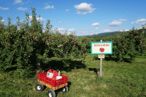 orchard