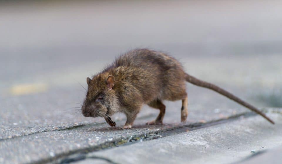 There Has Been A Severe Spike In Rat Sightings In NYC This Year
