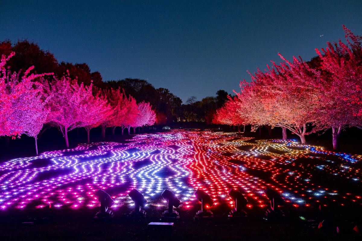 Lightscape meadow at Brooklyn Botanic Garden