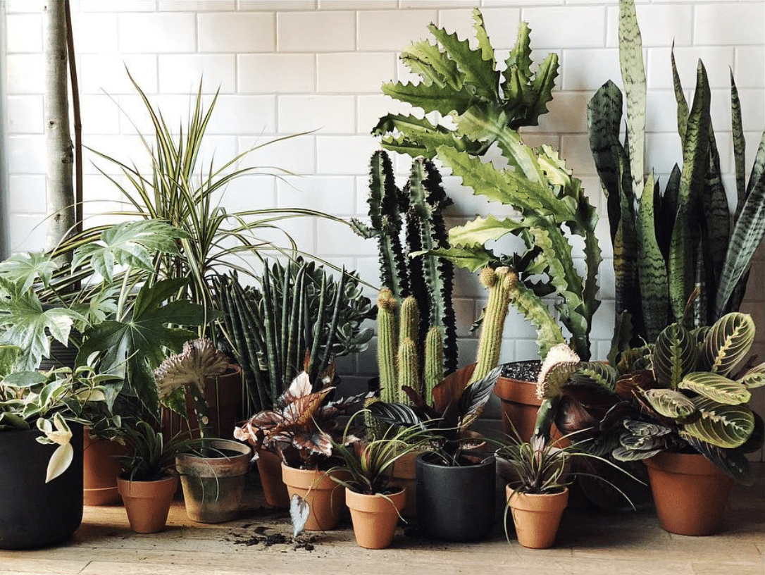 15 Best Plant Shops In Brooklyn