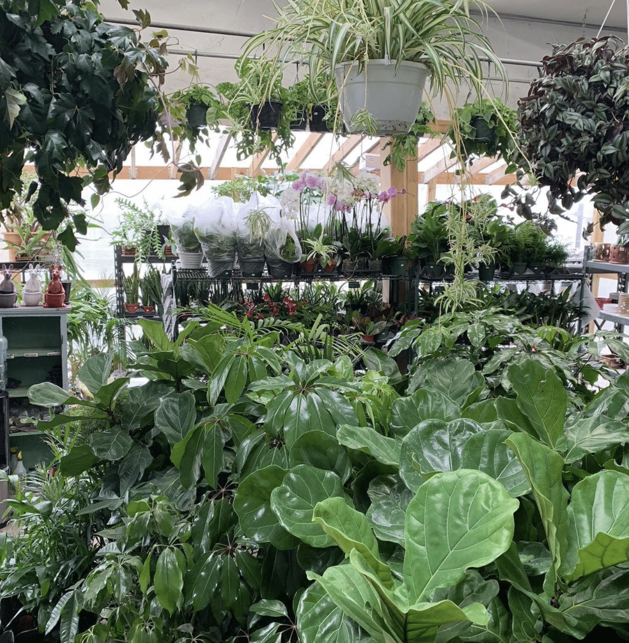 15 Best Plant Shops In Brooklyn