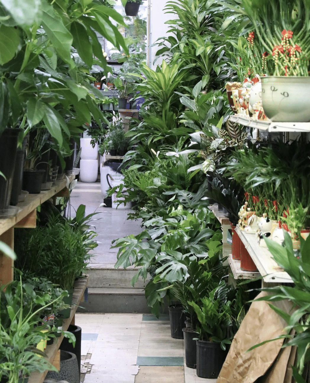 15 Best Manhattan Plant Shops To Turn Your Home Into A Jungle Secret NYC