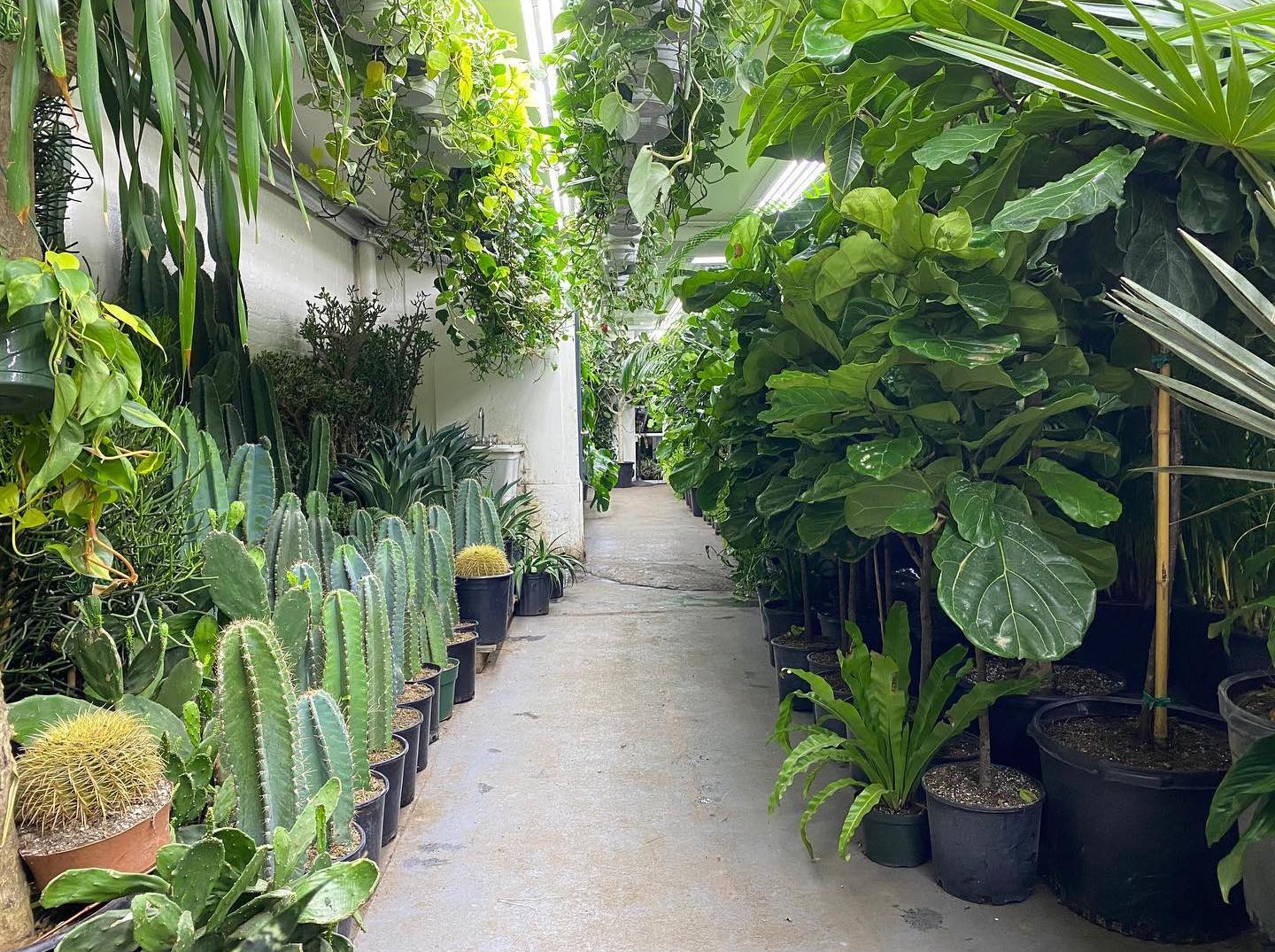 12 Best Manhattan Plant Shops To Turn Your Home Into A Jungle