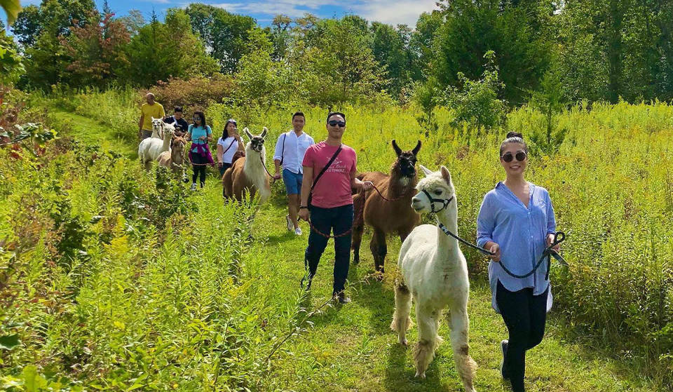 You Can Go Hiking With Llamas & Alpacas Only 2 Hours From NYC