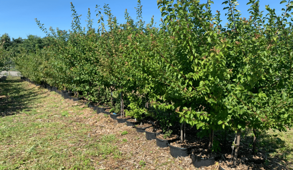 This Giant Fruit Orchard With Apples, Peaches, Pears, & Plums Is Now Open In NYC
