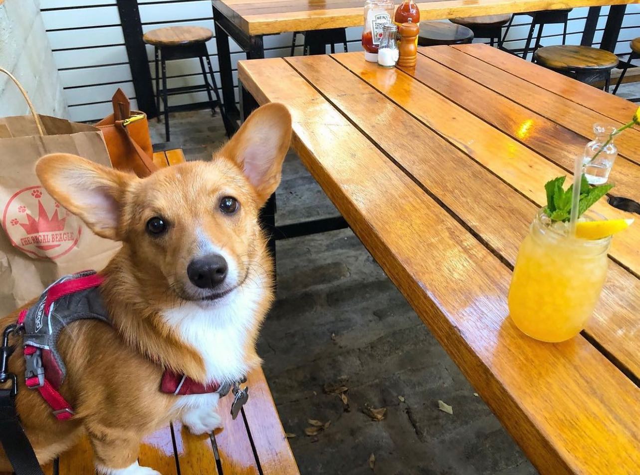 The Best Dog-Friendly Restaurants & Bars In NYC (2025)
