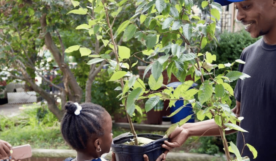 This Organization Is Giving Away Free Trees To NYers This Spring