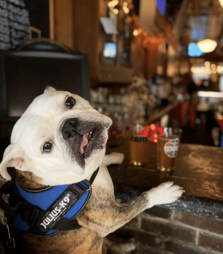 The Best Dog-Friendly Restaurants & Bars In NYC (2025)