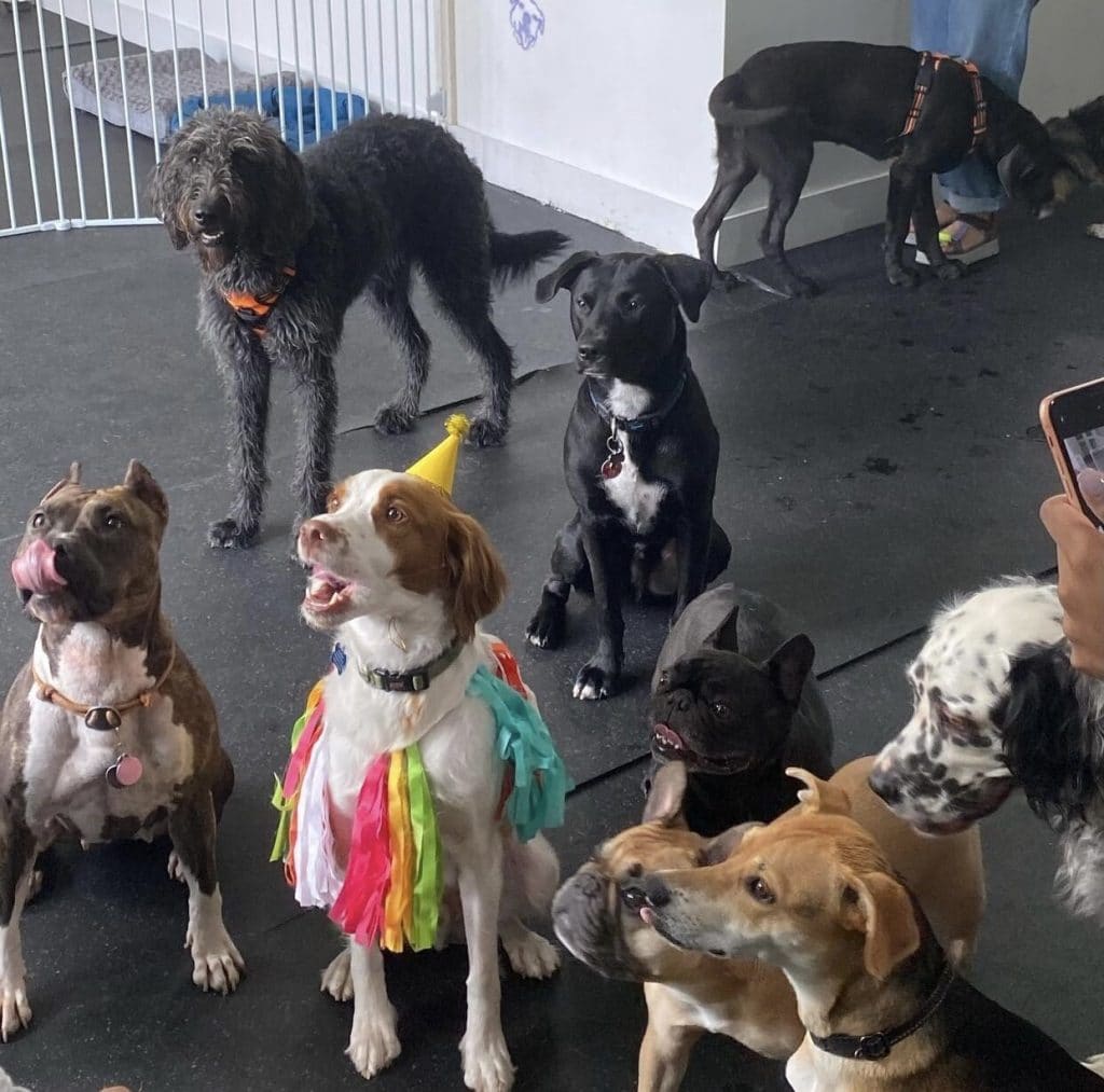 The Best Dog-Friendly Restaurants & Bars In NYC (2025)