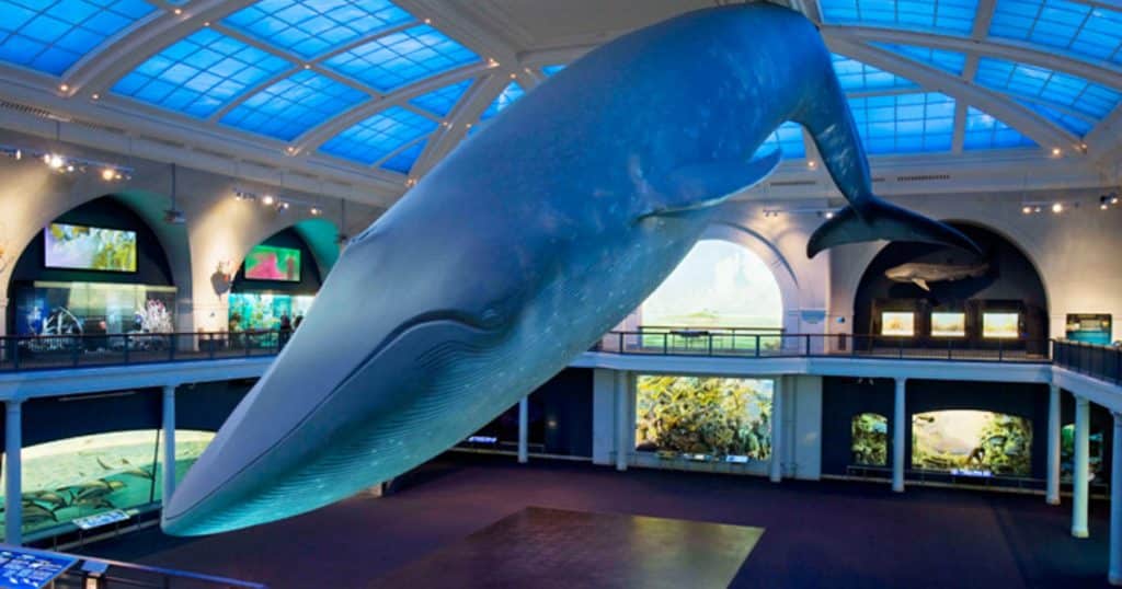 Whale exhibit at The American Museum of Natural History