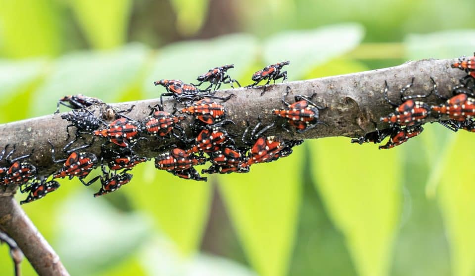 Are We Done With Spotted Lanternflies This Summer?