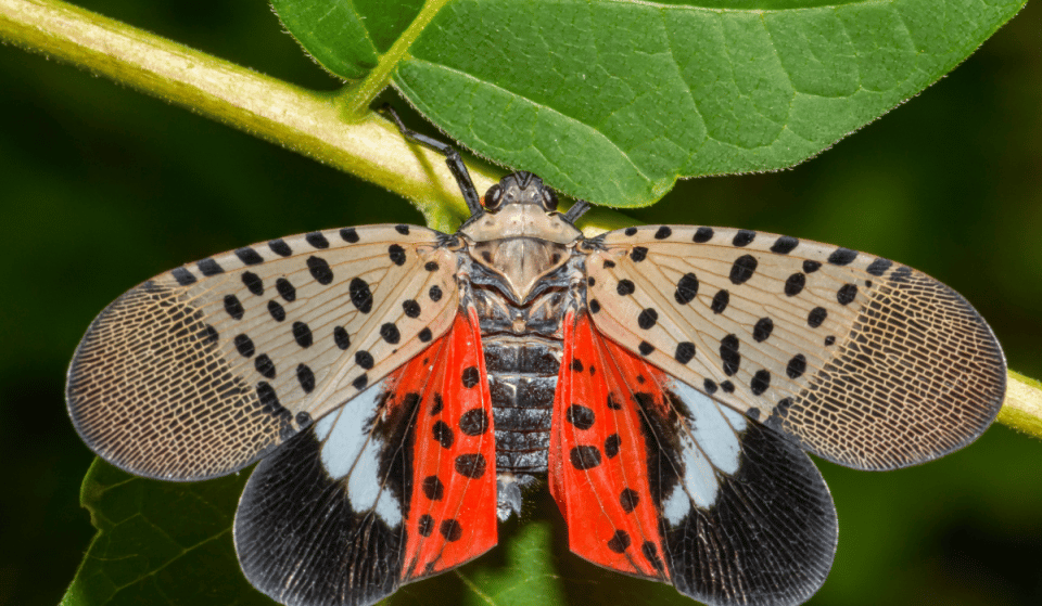 Here&#8217;s How To Deal With The Return Of Spotted Lanternflies In NYC