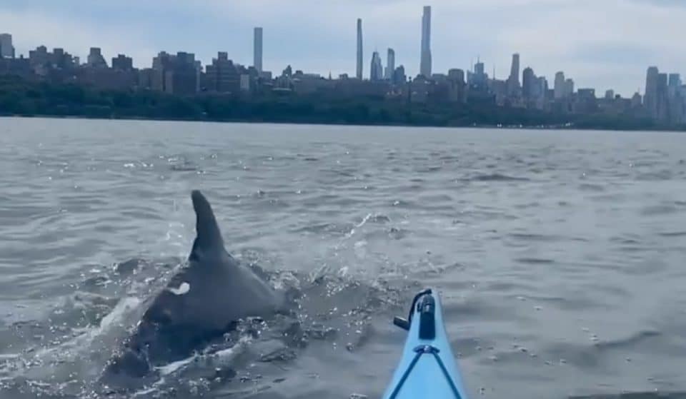 NYC Kayakers Were Greeted By An Adorable Group Of Playful Dolphins Over The Weekend