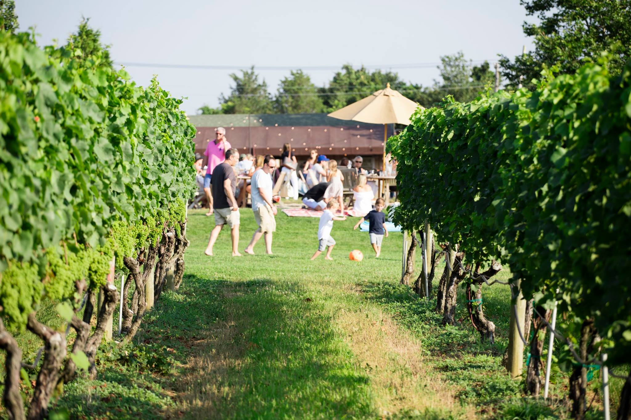 10 Best Wineries & Vineyards On Long Island, NY Secret NYC
