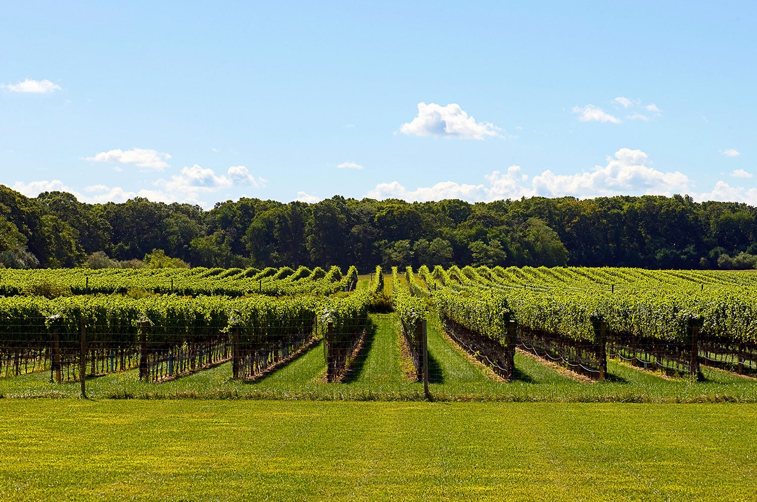 10 Best Wineries & Vineyards On Long Island, NY Secret NYC