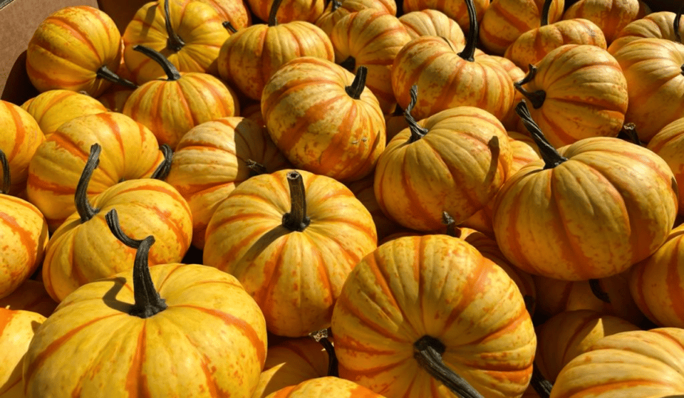 Thousands Of Pumpkins Perfect For Picking Have Taken Over Williamsburg