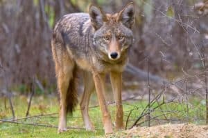 A Small Coyote Population Is Living In NYC