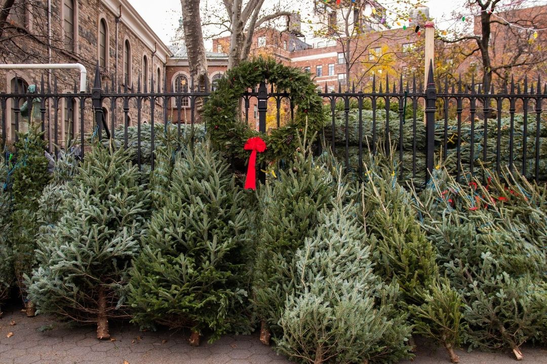 Here's Where To Buy A Christmas Tree In NYC Secret NYC