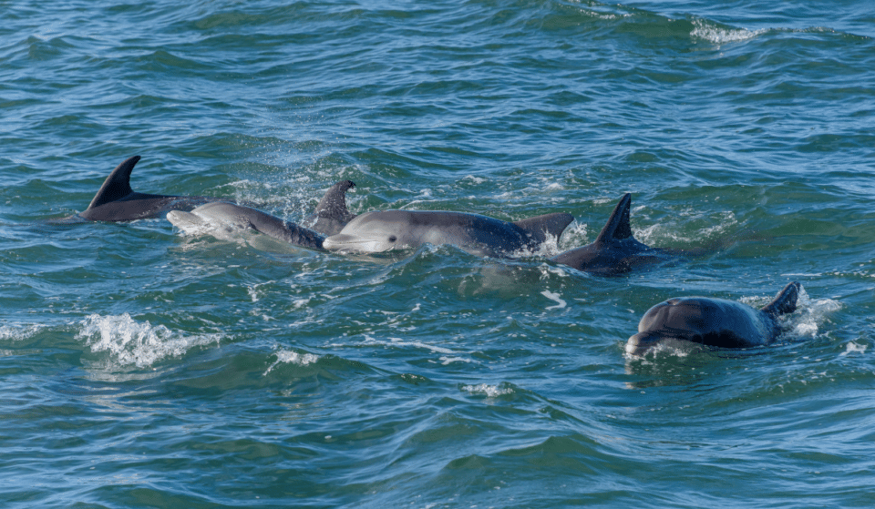 A Dolphin Duo Was Seen Swimming In The Bronx River Last Week