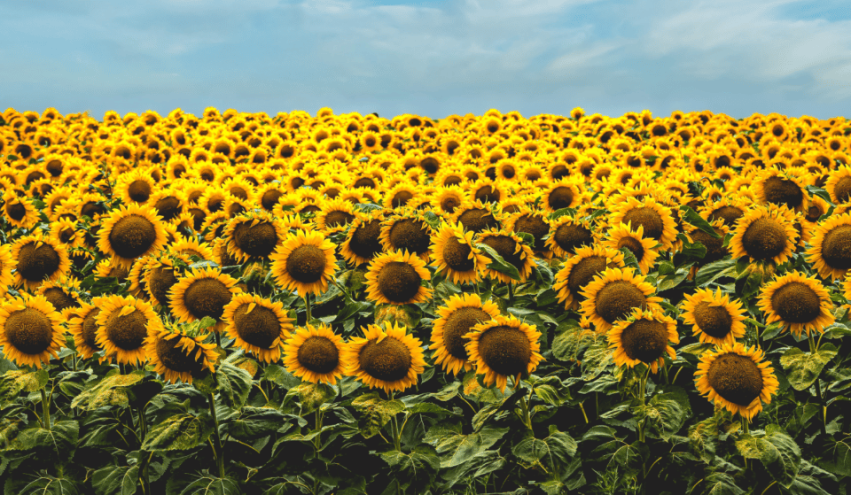 A Stunning Field Of 335 Sunflowers Will Bloom In Flatiron In Support Of Ukraine