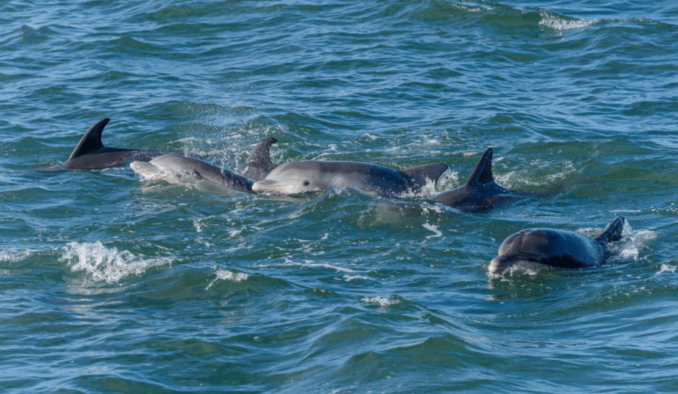WATCH: 11 Amazing Videos Of All The Times Dolphins Have Been Spotted In NYC
