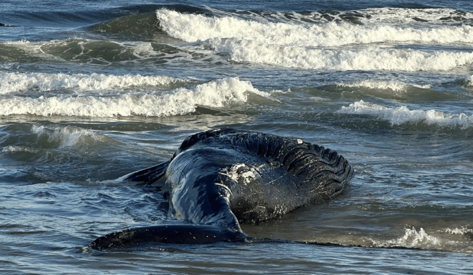 Ninth Dead Whale Washes Ashore In NY-NJ Area In The Last Two Months