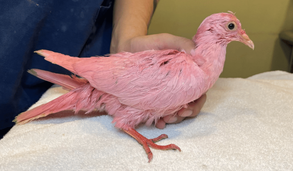 Madison Square Park’s Pink Pigeon Has Died