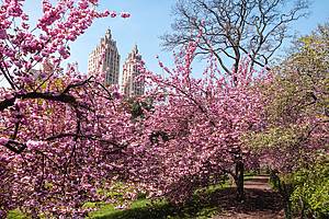 cherry blossoms in NYC