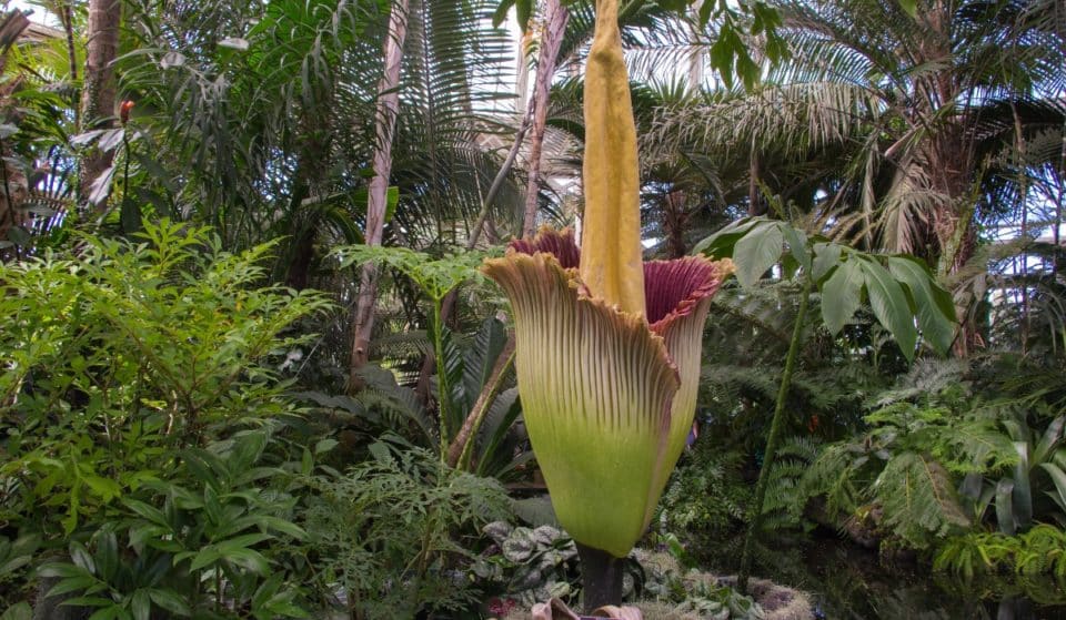 A Rare, Corpse Flower Began Blooming Last Night At NYBG For The First Time In 7 Years