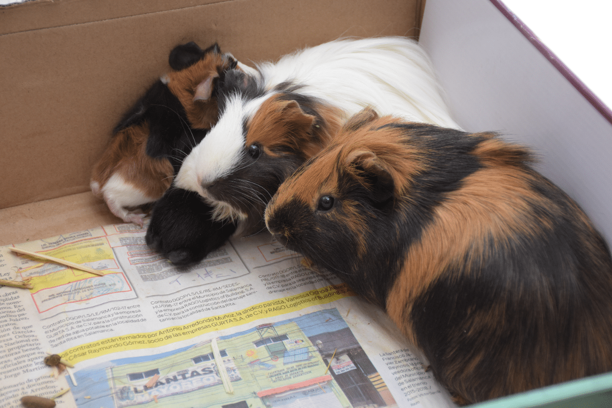 It Will Soon Be Illegal To Purchase A Guinea Pig In NYC