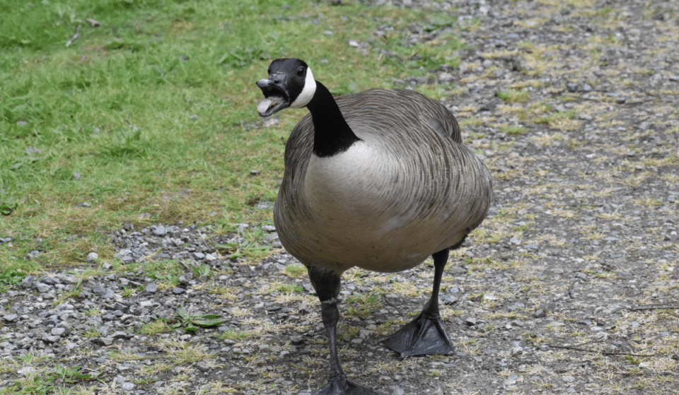 Beware Of The Fordham Goose That&#8217;s Attacking Passersby On Campus