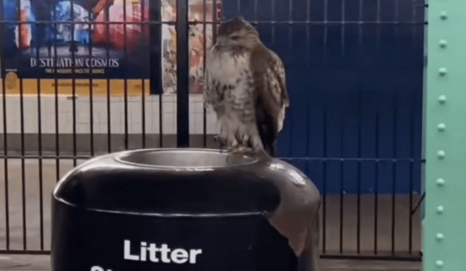 A Hawk Was Seen Perched Atop An NYC Subway Garbage Can