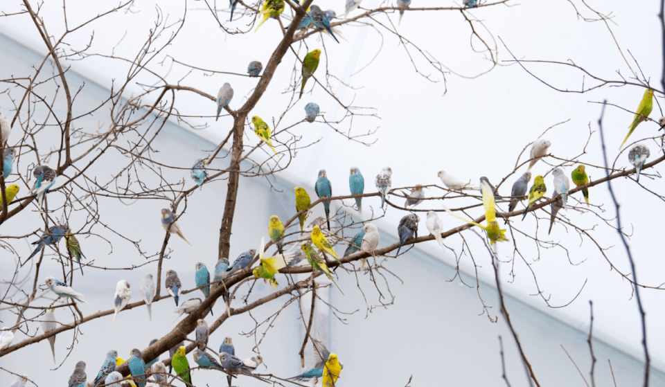 Step Inside A World Of 1000+ Boisterous Birds At The Bronx Zoo