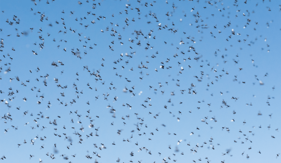 Clouds Of Tiny Gnat-Like Insects Are Swarming NYC