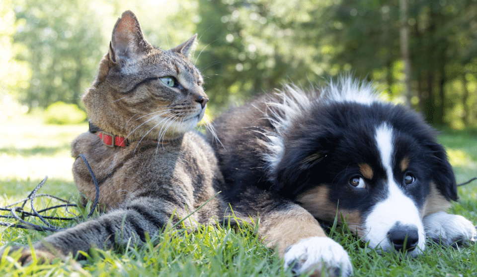 You Can Adopt A Dog Or Cat For $5 This Summer In NYC
