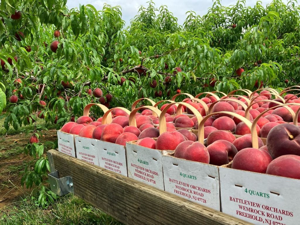 10 Best Spots For Fruit Picking Near NYC Secret NYC