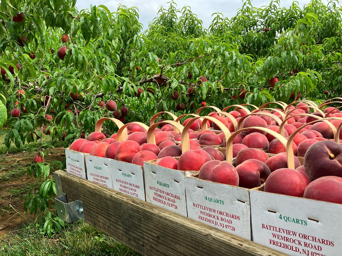 10 Best Spots For Fruit Picking Near NYC Secret NYC
