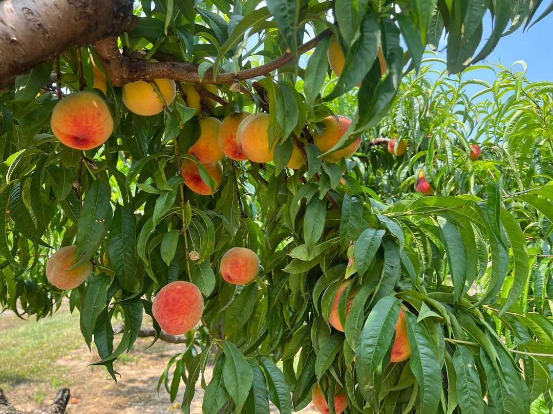 10 Best Spots For Fruit Picking Near NYC Secret NYC